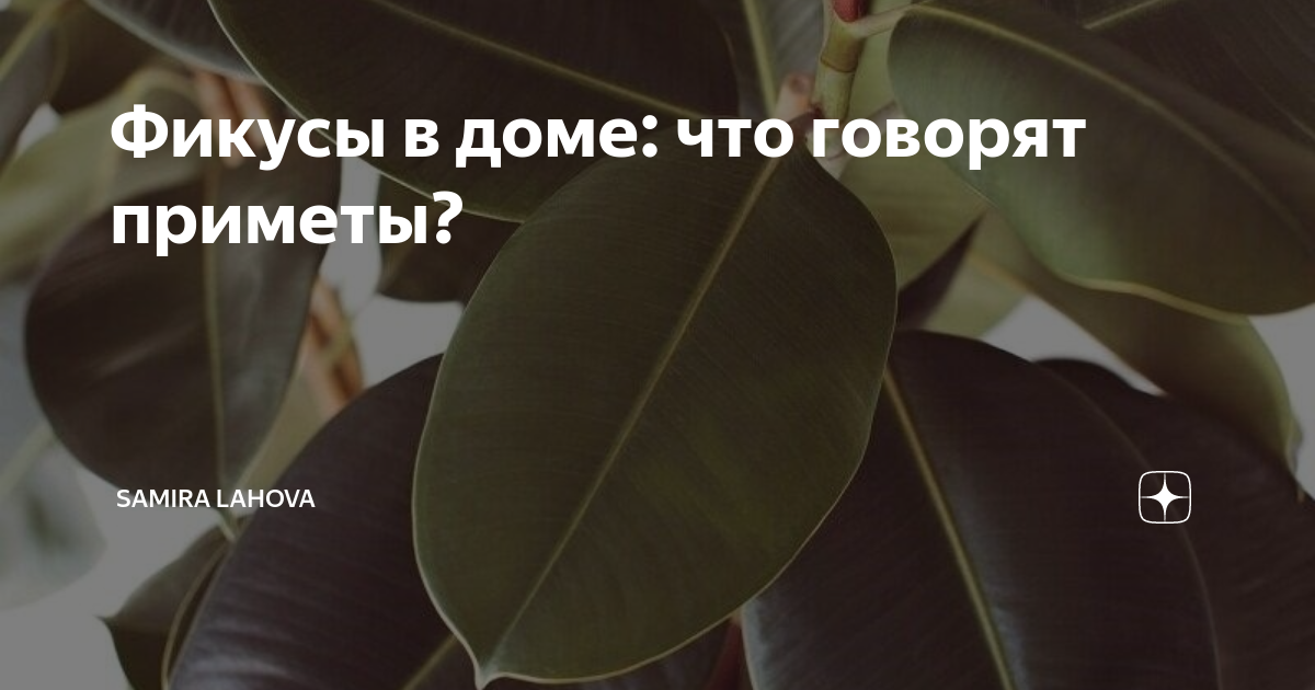 Наша жизнь напрямую зависит от наших эмоций Не так ли Фикус согласно народным приметам может обладать потрясающей способностью сможет улучшить настроение поменять поведение и полностью Ваши мысли Обо всём этом по очереди
