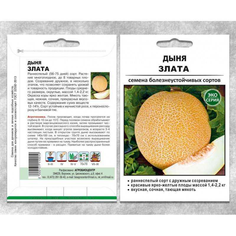 Дыни: выращивание из семян рассадой, посадка и уход в открытом грунте, фото