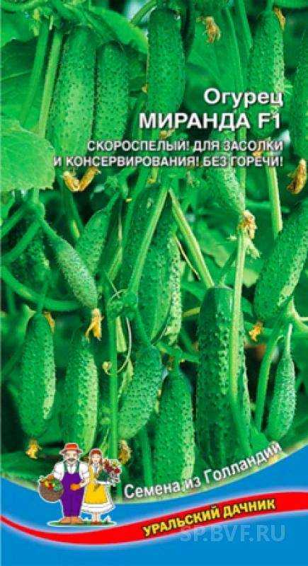 Огурец миранда