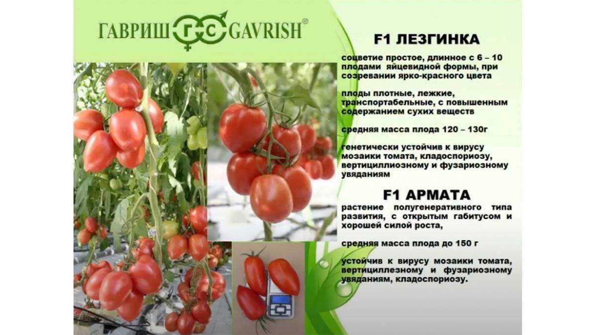 Томат булат