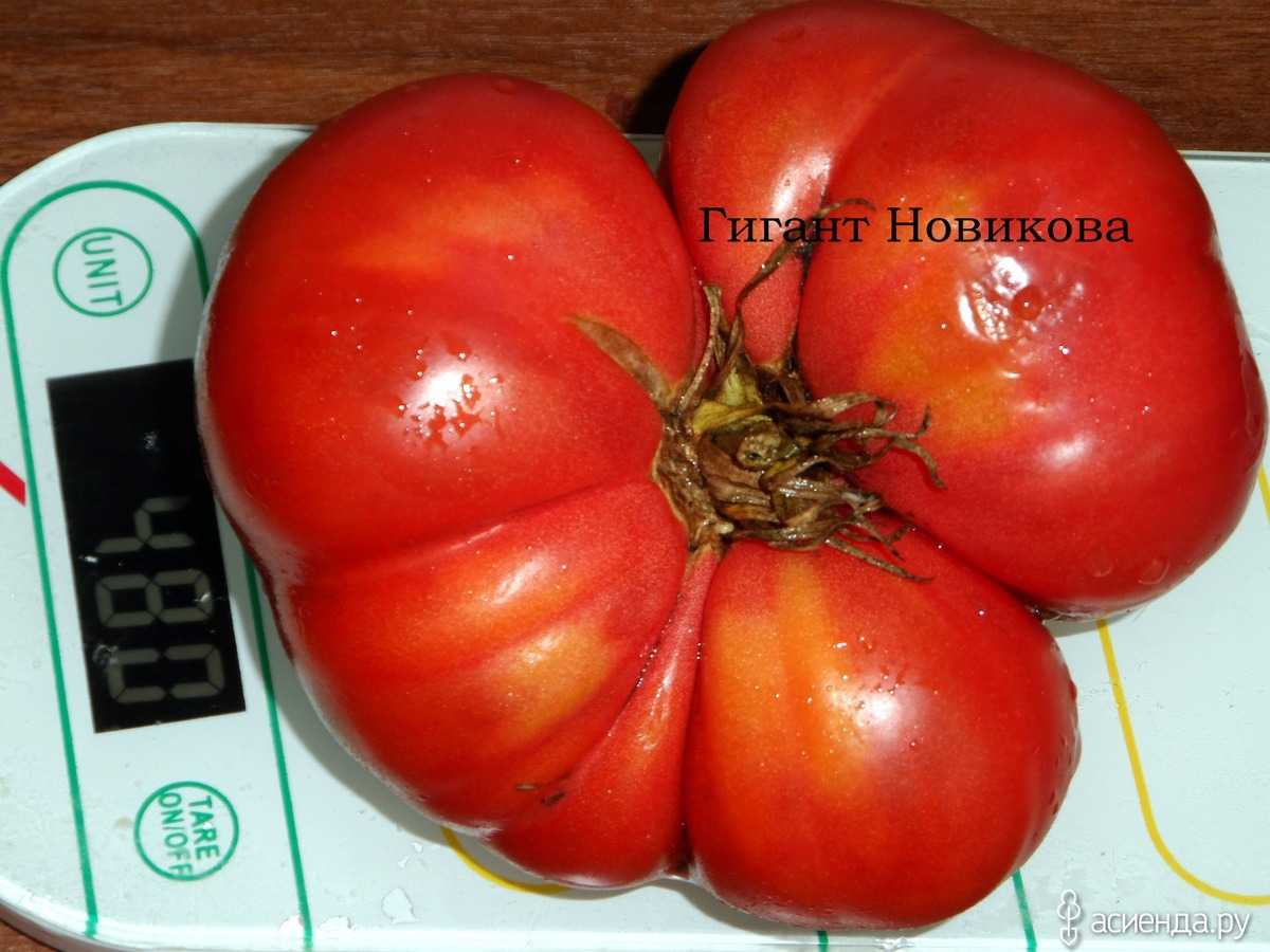 Томат гигант новикова