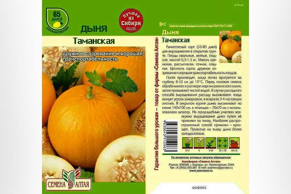 Сорт дыни таманская описание - у дачки