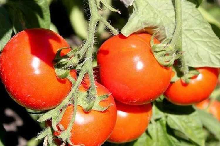 Томат булат: отзывы, фото, урожайность, описание и характеристика