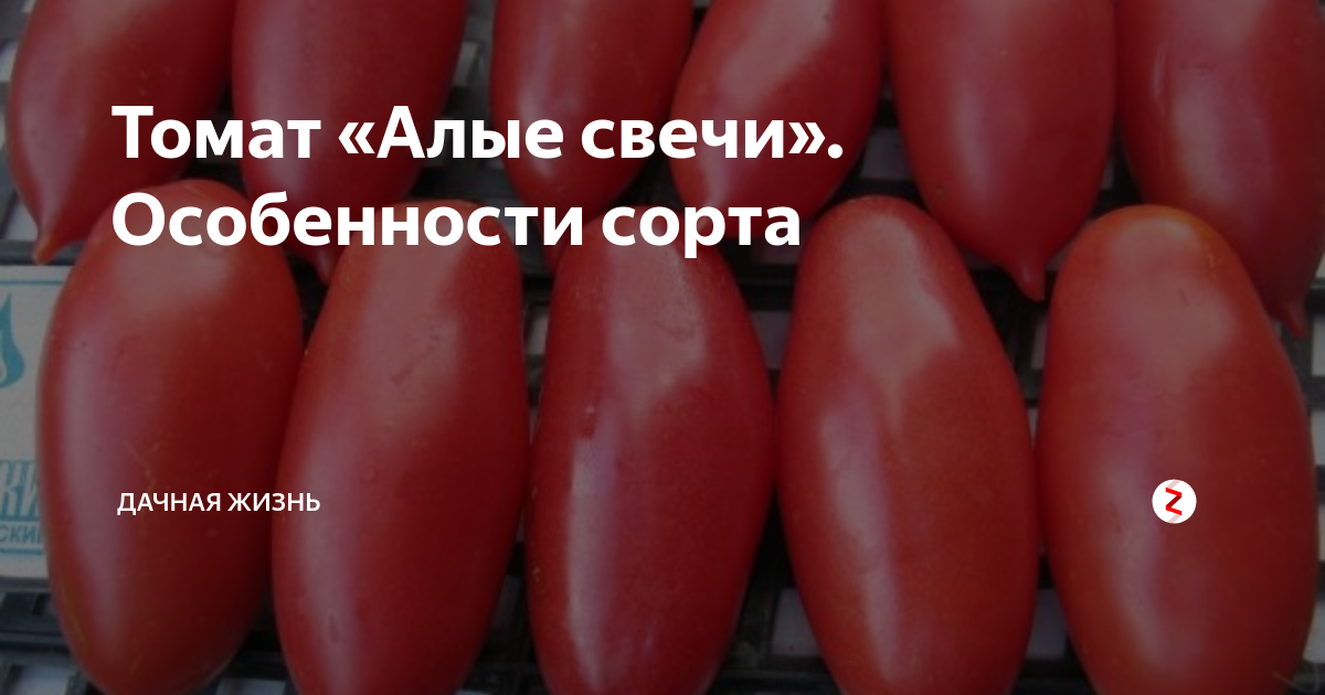 Томат алые свечи: описание сорта, посадка и уход, фото