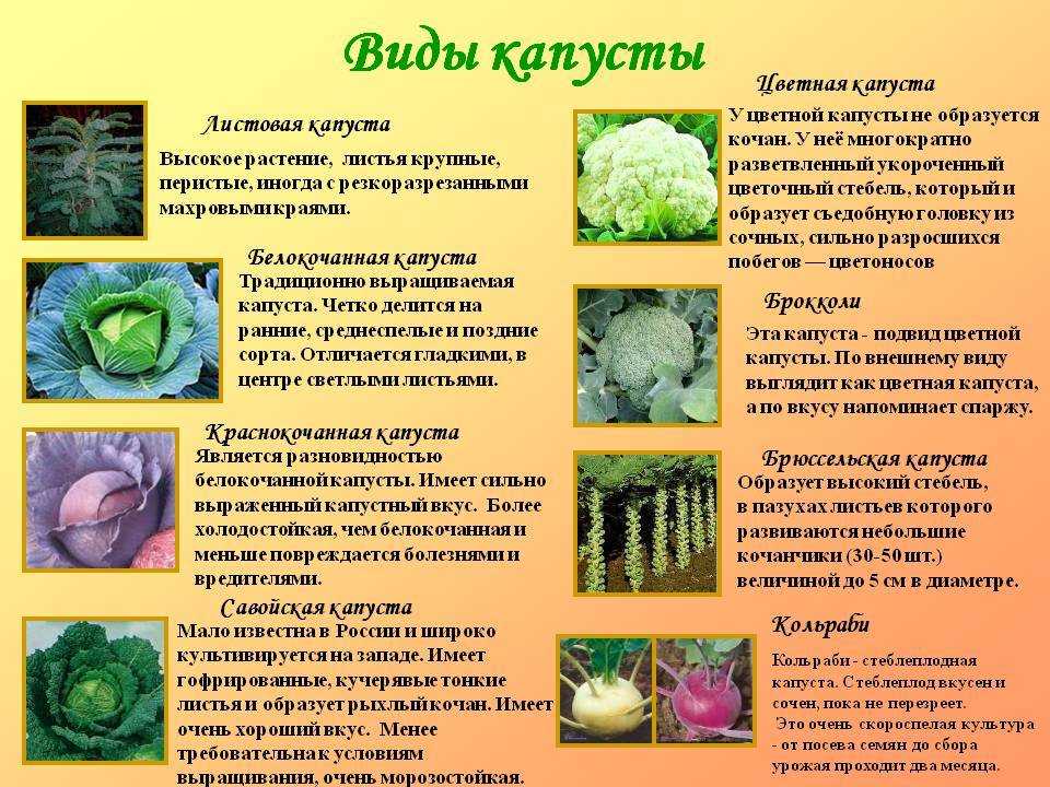 Капуста: виды, описание 33 лучших сортов | (фото) +отзывы