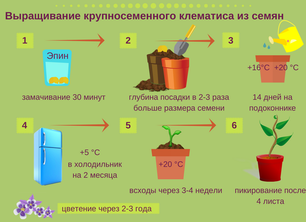 Как правильно вырастить клематисы на даче из семян: посадка и уход - handskill.ru