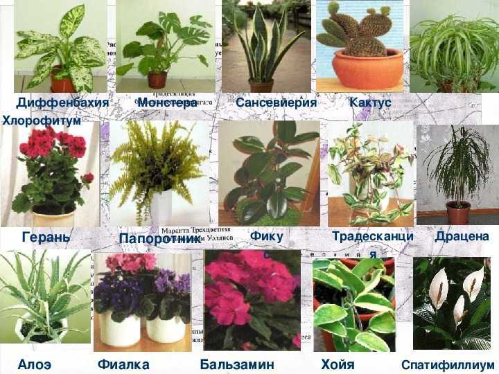 Лучшие мобильные приложения для идентификации растений