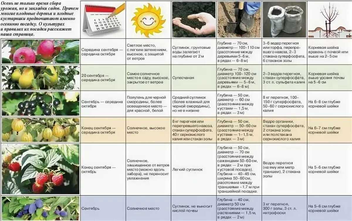 Уход за рассадой