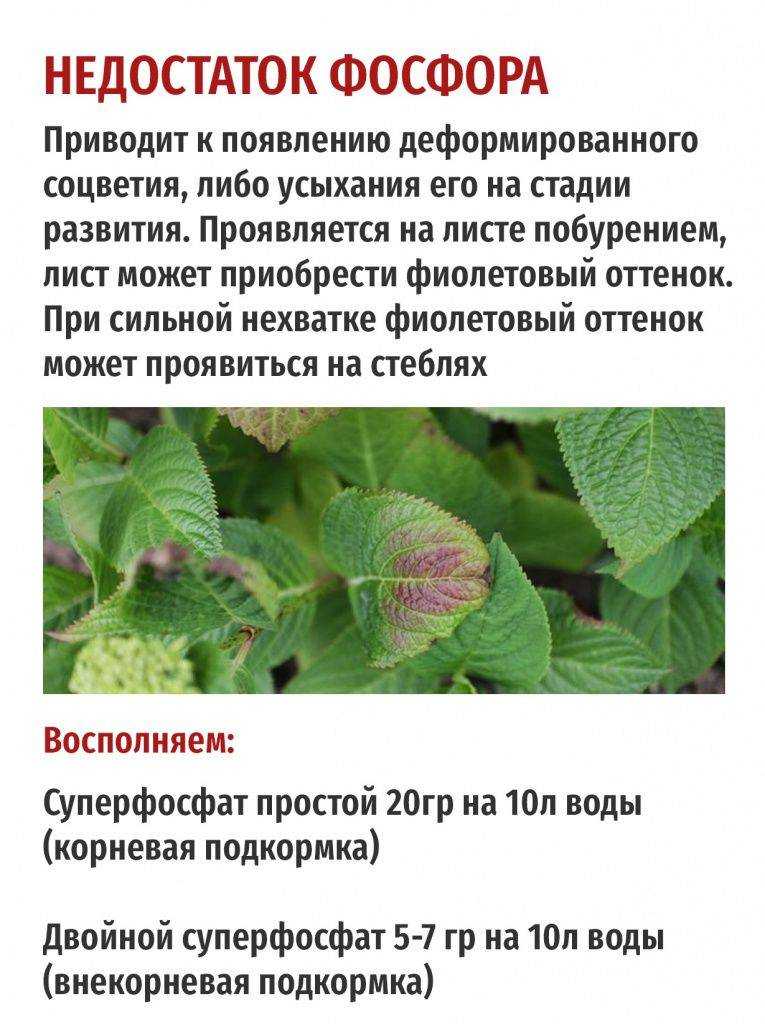 Когда цветут гортензии и как правильно за ними ухаживать?