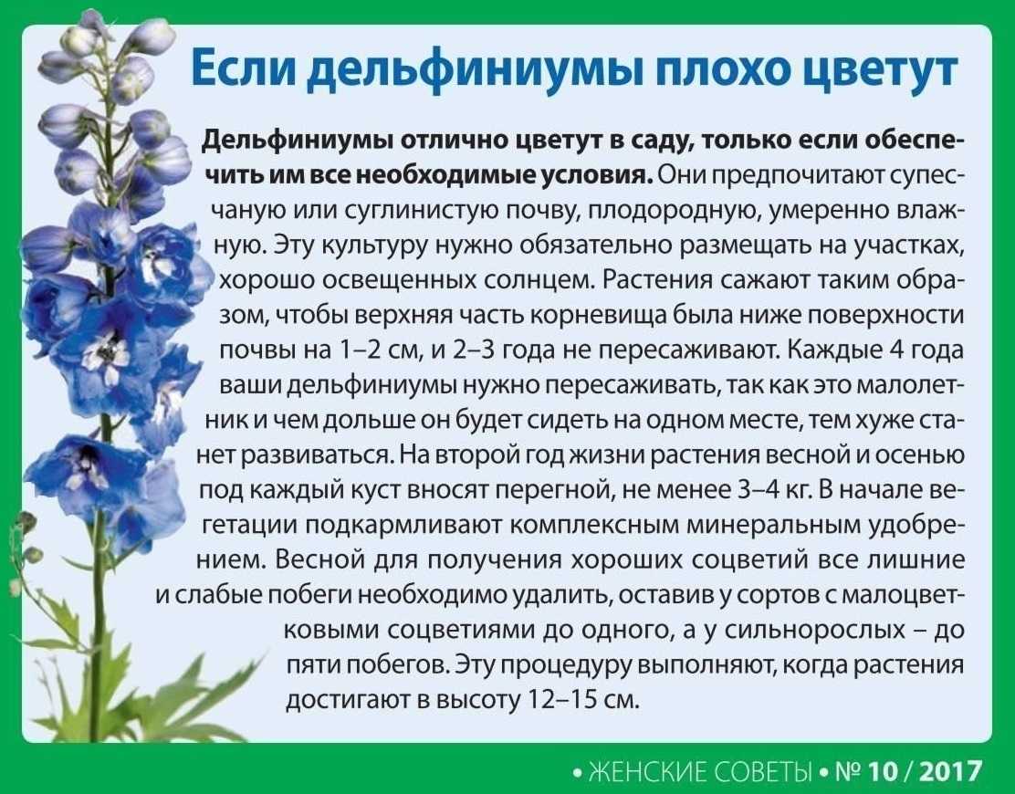 Дельфиниум многолетний: фото, уход и посадка семенами, черенками