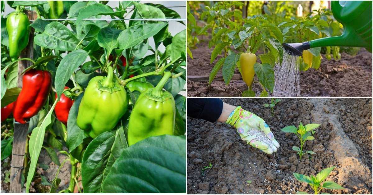 Характеристика и описание сорта перца Геракл а также реальные отзывы фото достоинства и недостатки