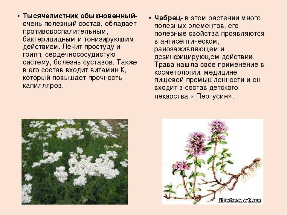 Тысячелистник лекарственный: применение, сок, настой и отвар