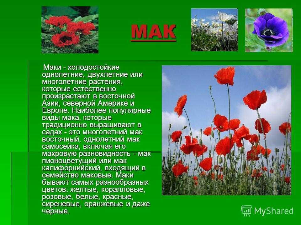 Мак – посадка, выращивание, размножение и уход