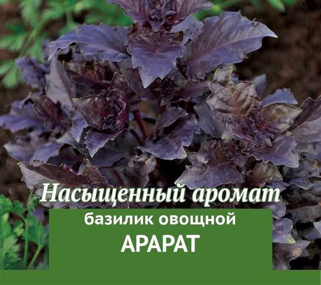 Сорта базилика: 20 лучших видов, разница зеленого и фиолетового, выращивание, отзывы с фото