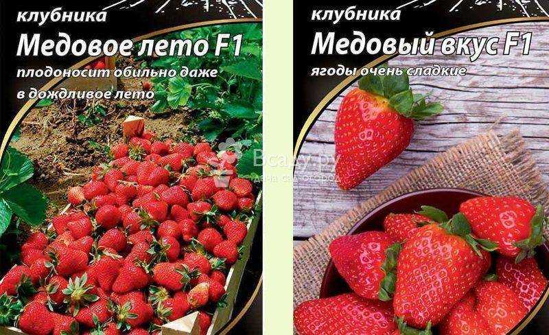 Лучшие сорта клубники на 2024 год: топ-32 самых урожайных и вкусных