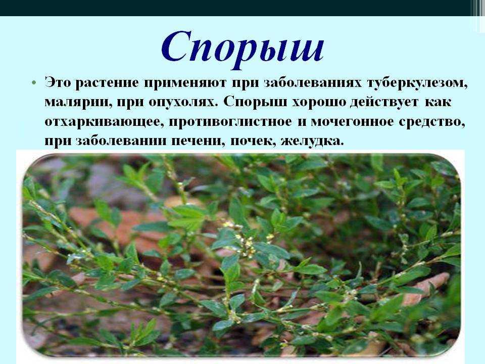 Птичья Гречишка Фото Где Растет