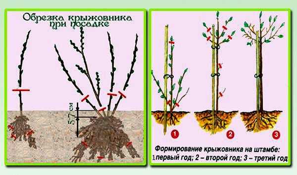 Когда и как правильно делать обрезку смородины