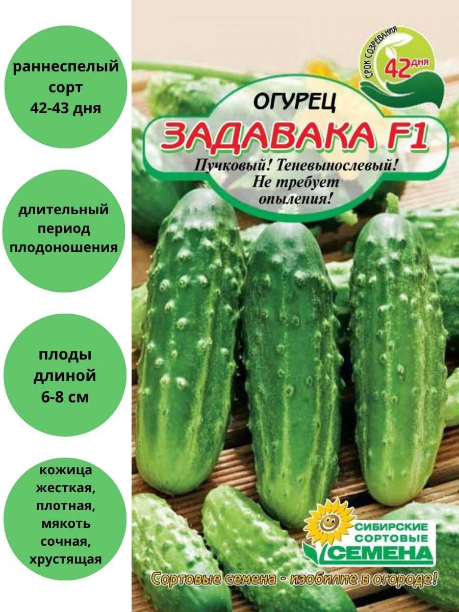 Огурец закусочный: описание пчелоопыляемого сорта, урожайность, фото, отзывы, особенности посадки на рассаду и в открытый грунт, выращивание