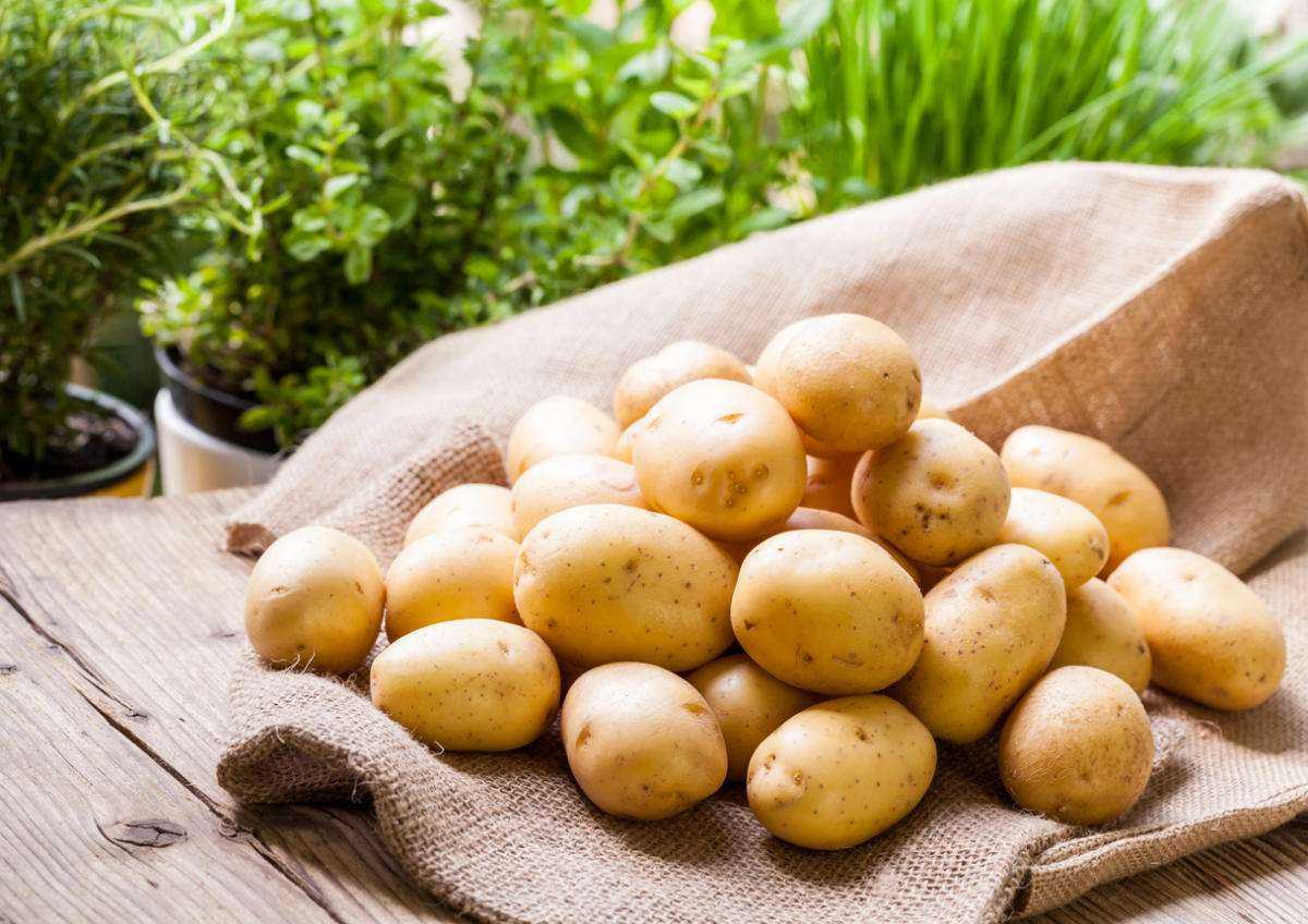 Сорта картофеля для средней полосы россии — самые лучшие, вкусные и урожайные