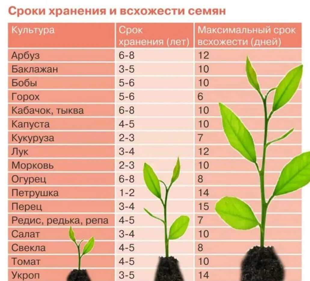 Через сколько дней обычно прорастают семена и от чего зависит этот срок таблица для разных культур проверка и повышение всхожести материала