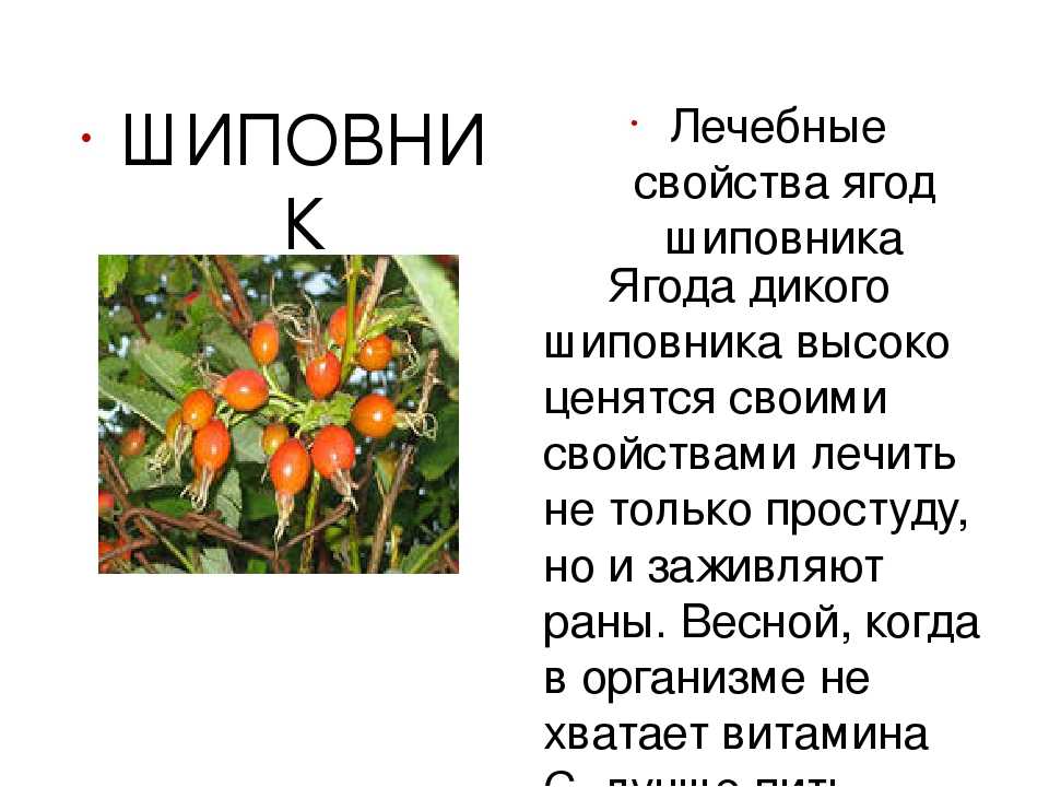 Шиповник: полезные свойства и советы экспертов