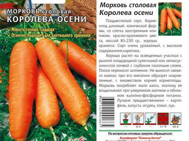 Морковь "королева осени": описание сорта, фото, отзывы