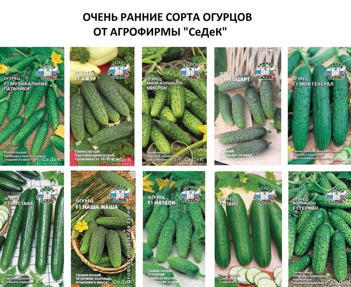 Лучшие сорта огурцов для открытого грунта — самоопыляемые огурцы для засолки
