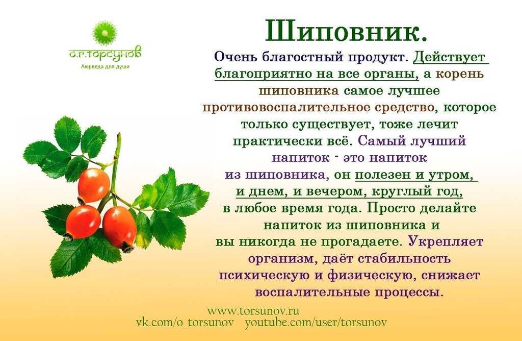 Как заваривать шиповник — 9 правильных рецептов, как приготовить полезный отвар шиповника