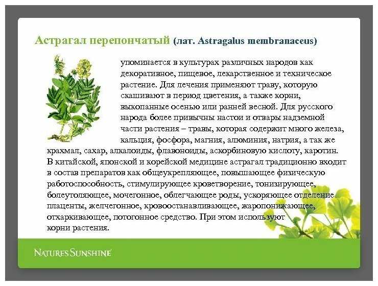 Астрагал шерстистоцветковый - полезные свойства, состав и противопоказания (+ фото)