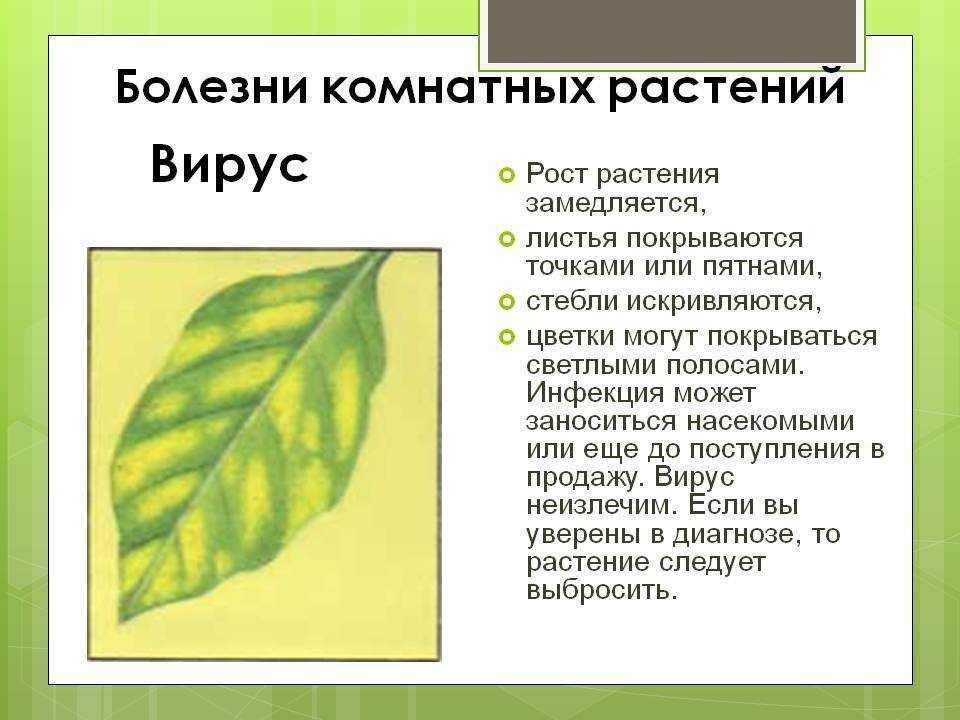 25 проблем комнатных растений, которые можно определить по листьям. описание, фото — ботаничка