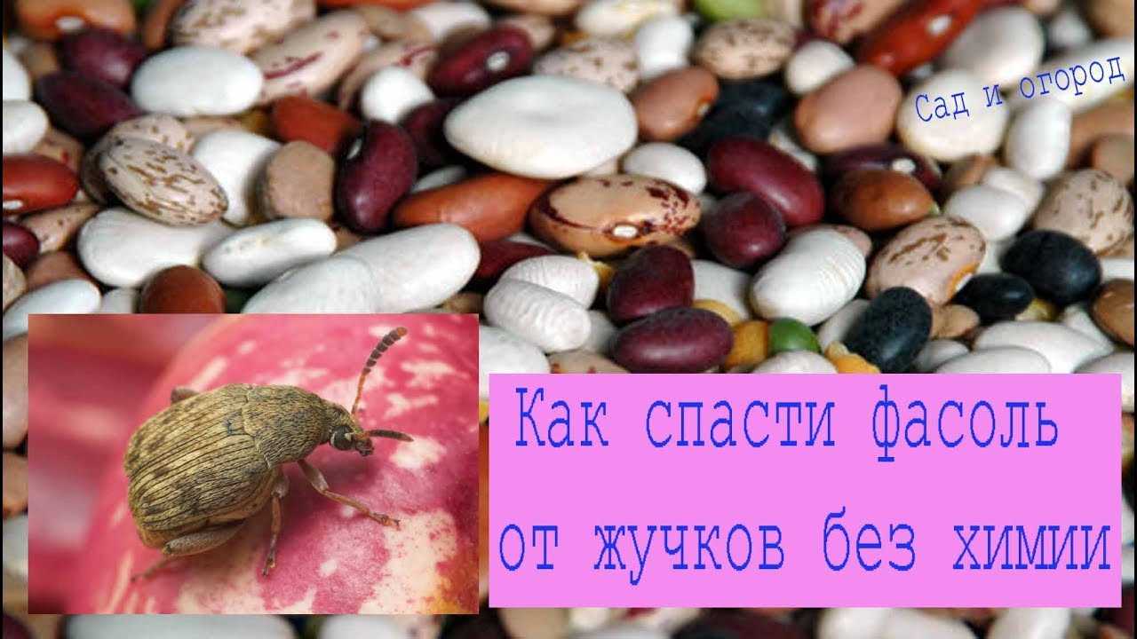 Как хранить фасоль, чтобы не завелись жучки в домашних условиях