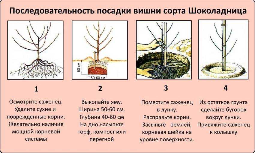 Разновидности туй в ландшафтном дизайне, особенности их посадки и ухода