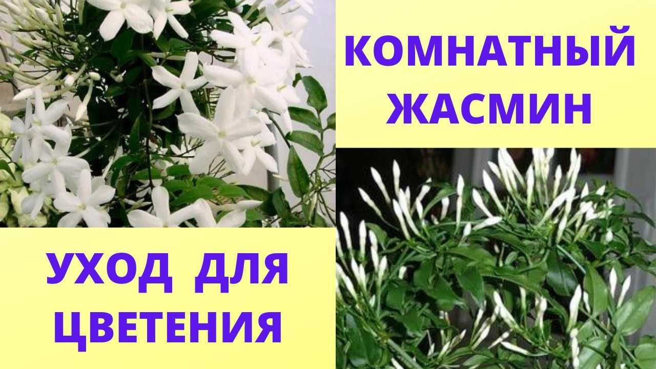 Цветок жасмин - правильный уход в домашних условиях
