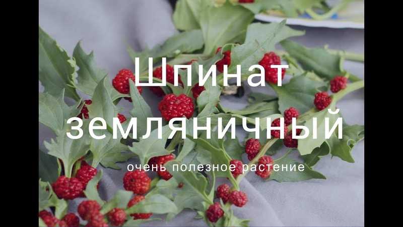Шпинат земляничный
