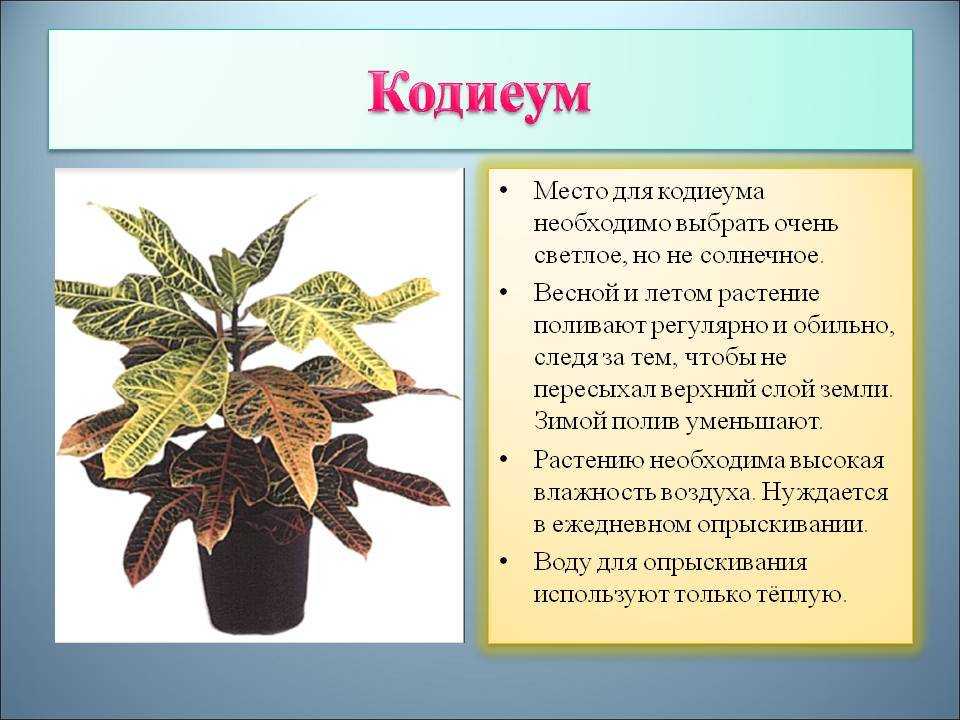 Кротон кодиеум: как ухаживать в домашних условиях, размножение и фото цветка