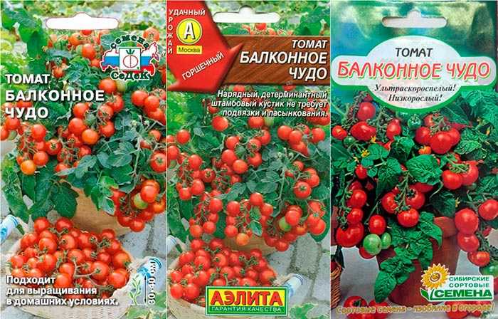 Томат балконное чудо: отзывы, фото, урожайность, описание и выращивание сорта