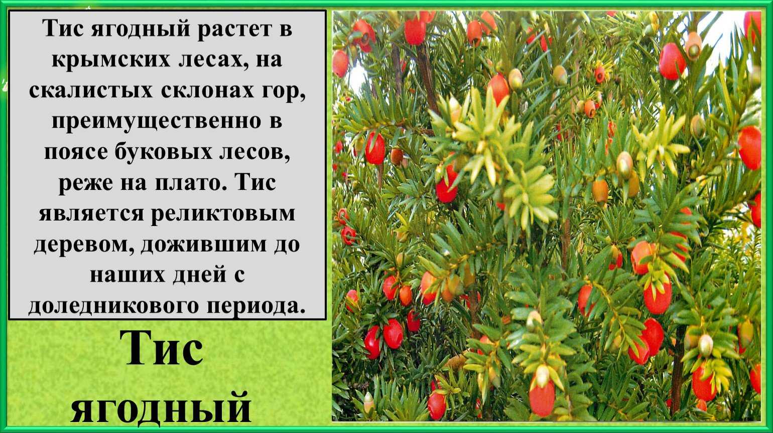 Особенности выращивания тиса – посадка, размножение, уход и борьба с вредителями