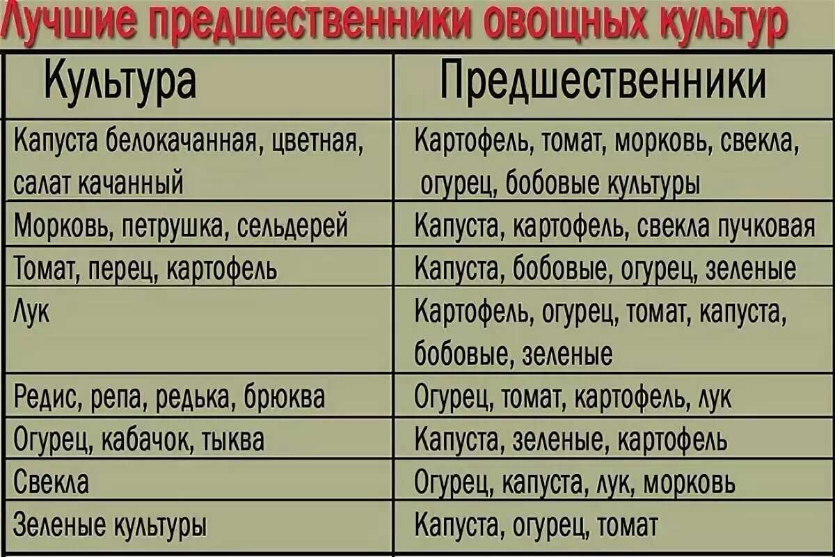 Когда сажать лук под зиму какие озимые сорта используют в какое время и после каких культур а также особенности процесса для получения хорошего урожая