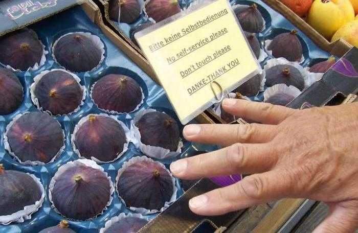 Выращивание инжира в саду и дома: посадка, уход, сортовое разнообразие