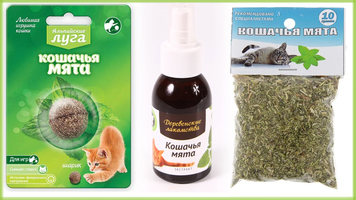 Кошачья мята