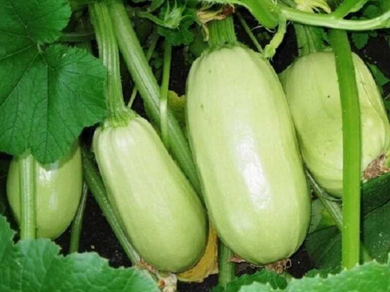Сорта кабачков - самые лучшие, вкусные, урожайные с названиями и фото
