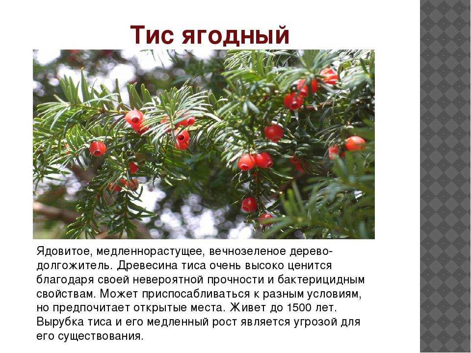 Тис ягодный: посадка и уход в открытом грунте, фото, размножение, сорта, выращивание и сочетание в ландшафтном дизайне