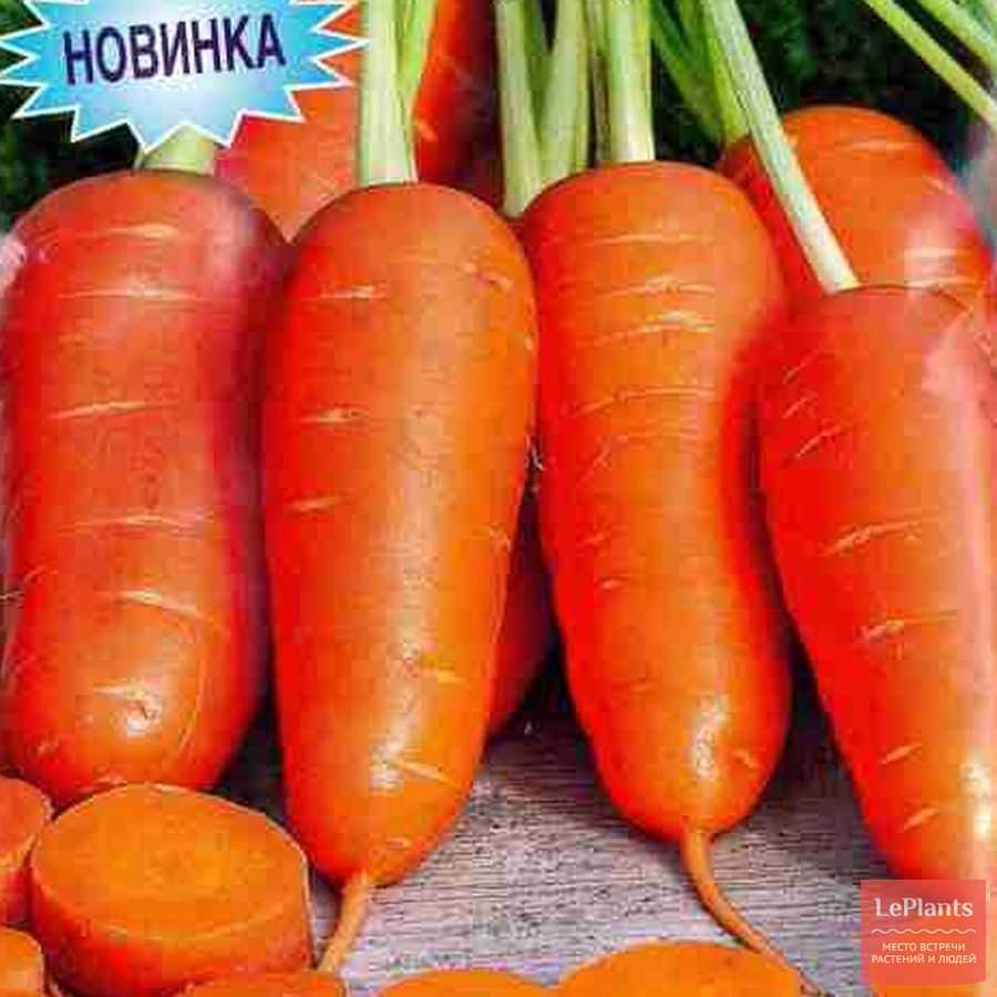 Лучшие сорта моркови 2020 [описание, фото, урожайность]