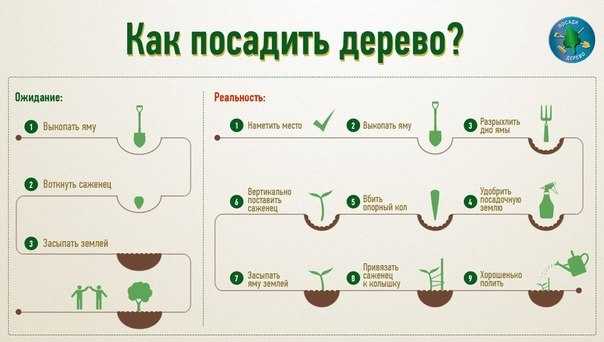 Как вырастить бонсай