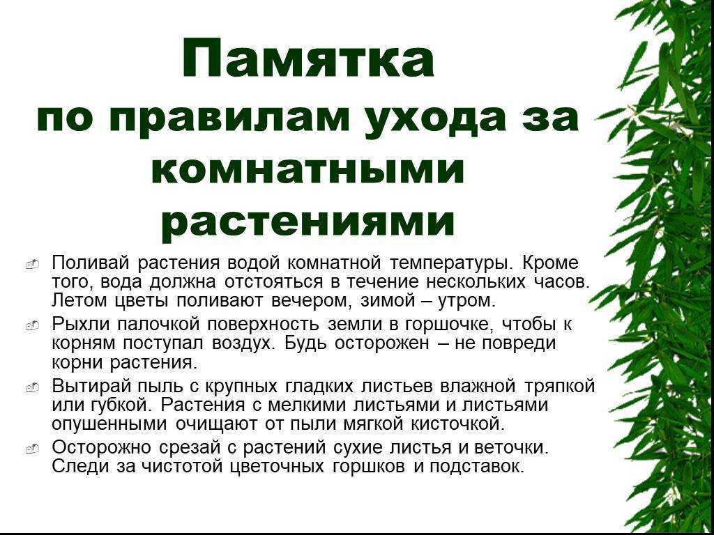 Как поливать комнатные цветы