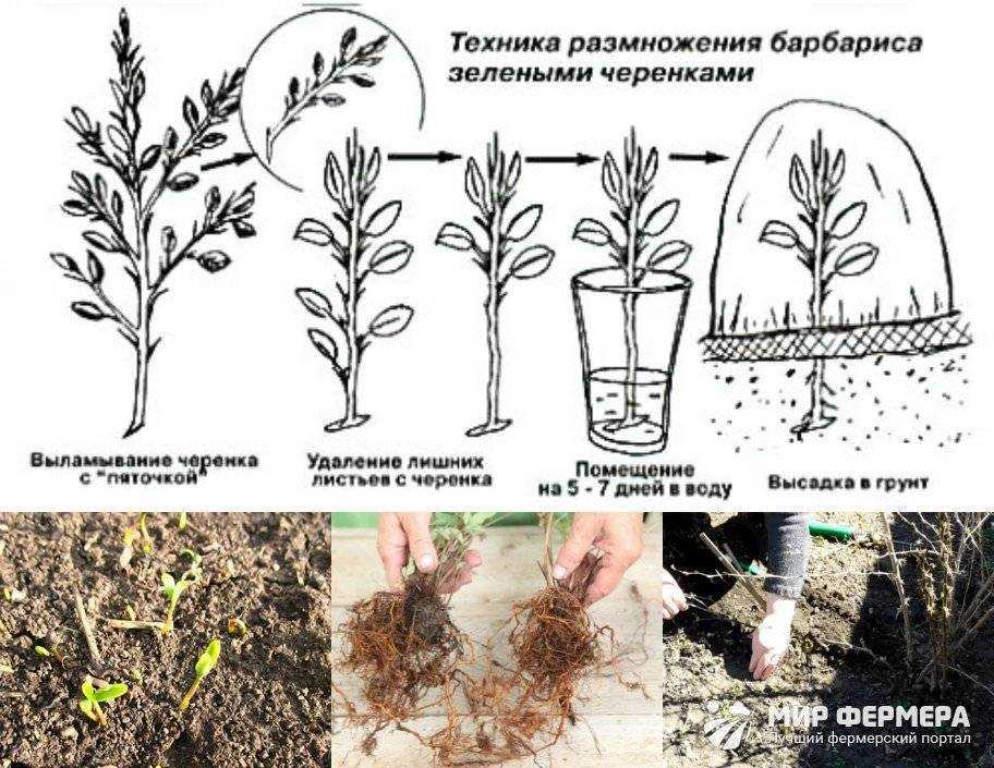 Как размножить хосту: черенками, листьями, пошаговые фото, рекомендации