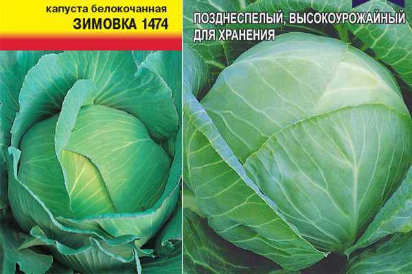 Капуста зимовка: характеристика и описание гибридного сорта с фото