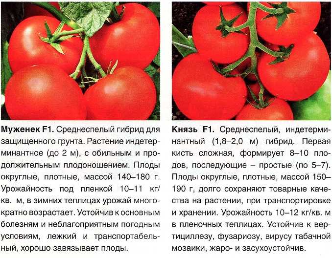 Томаты фляшен: описание и характеристики сорта. томат фляшентоматен: отзывы, фото, урожайность, секреты выращивания