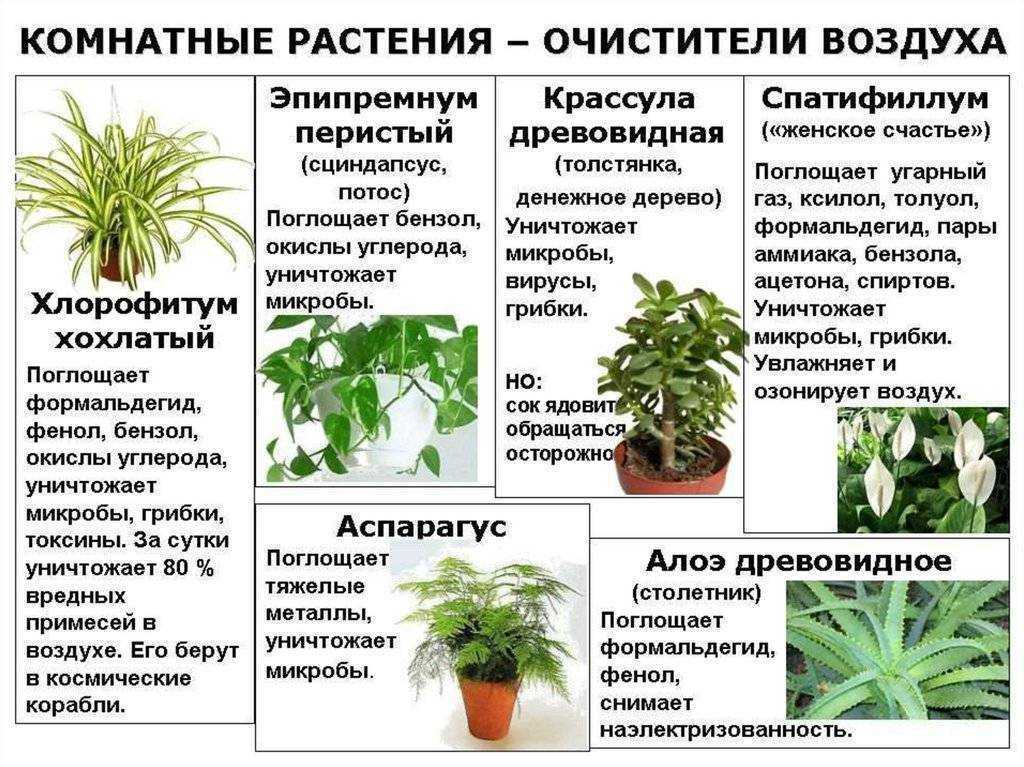 Фитостена и фитомодуль своими руками- пошаговая схема создания