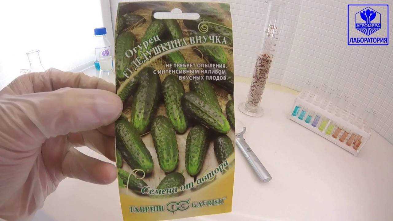 Огурцы бабушкин внучок: описание сорта, фото